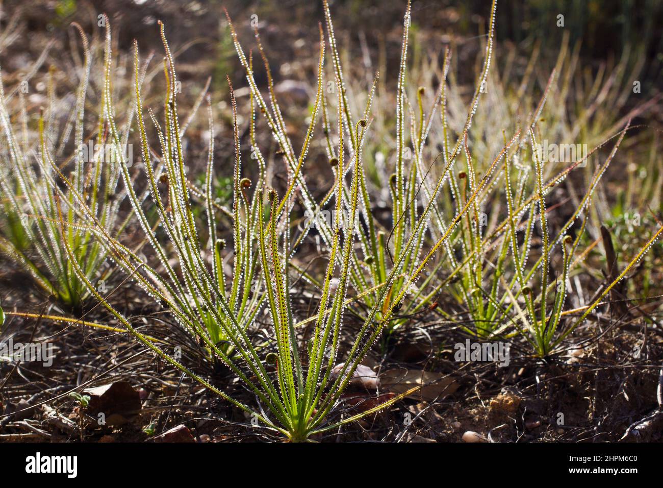 Glitzernder portugiesischer Sonnentau oder Tauwanne (Drosophyllum lusitanicum), Portugal Stockfoto