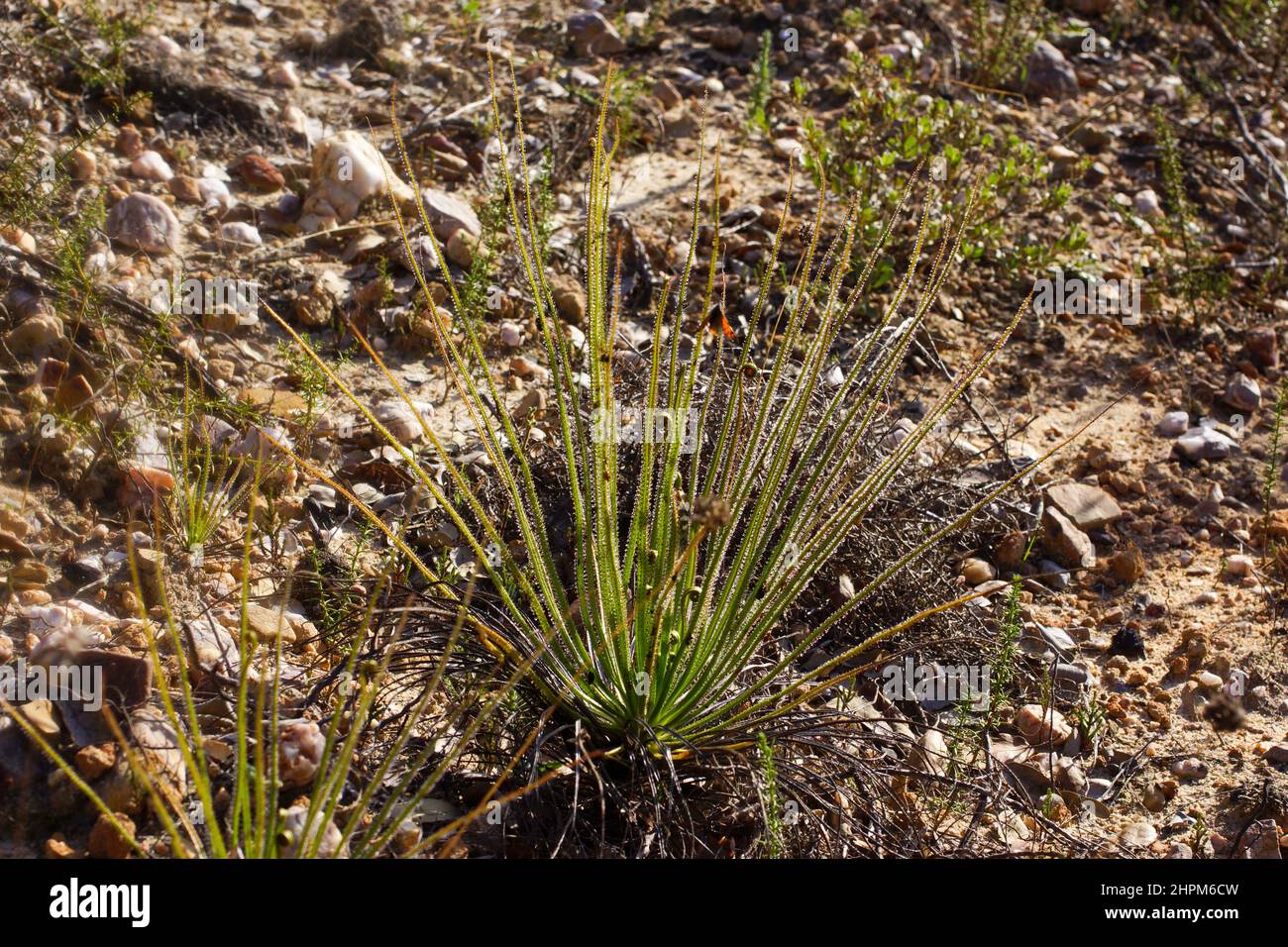 Portugiesischer Sonnentau oder Tauwanne (Drosophyllum lusitanicum), Portugal Stockfoto