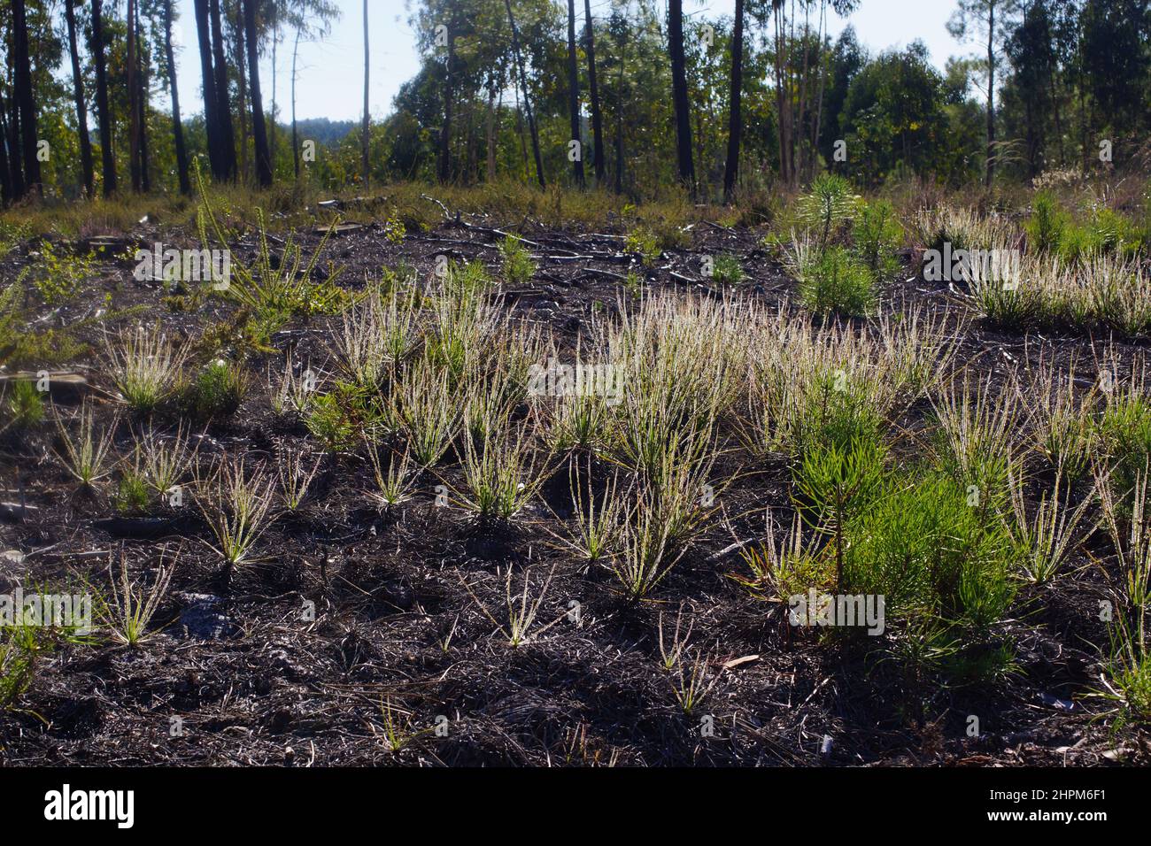 Glitzernder portugiesischer Sonnentau oder Tauwanne (Drosophyllum lusitanicum), Portugal Stockfoto