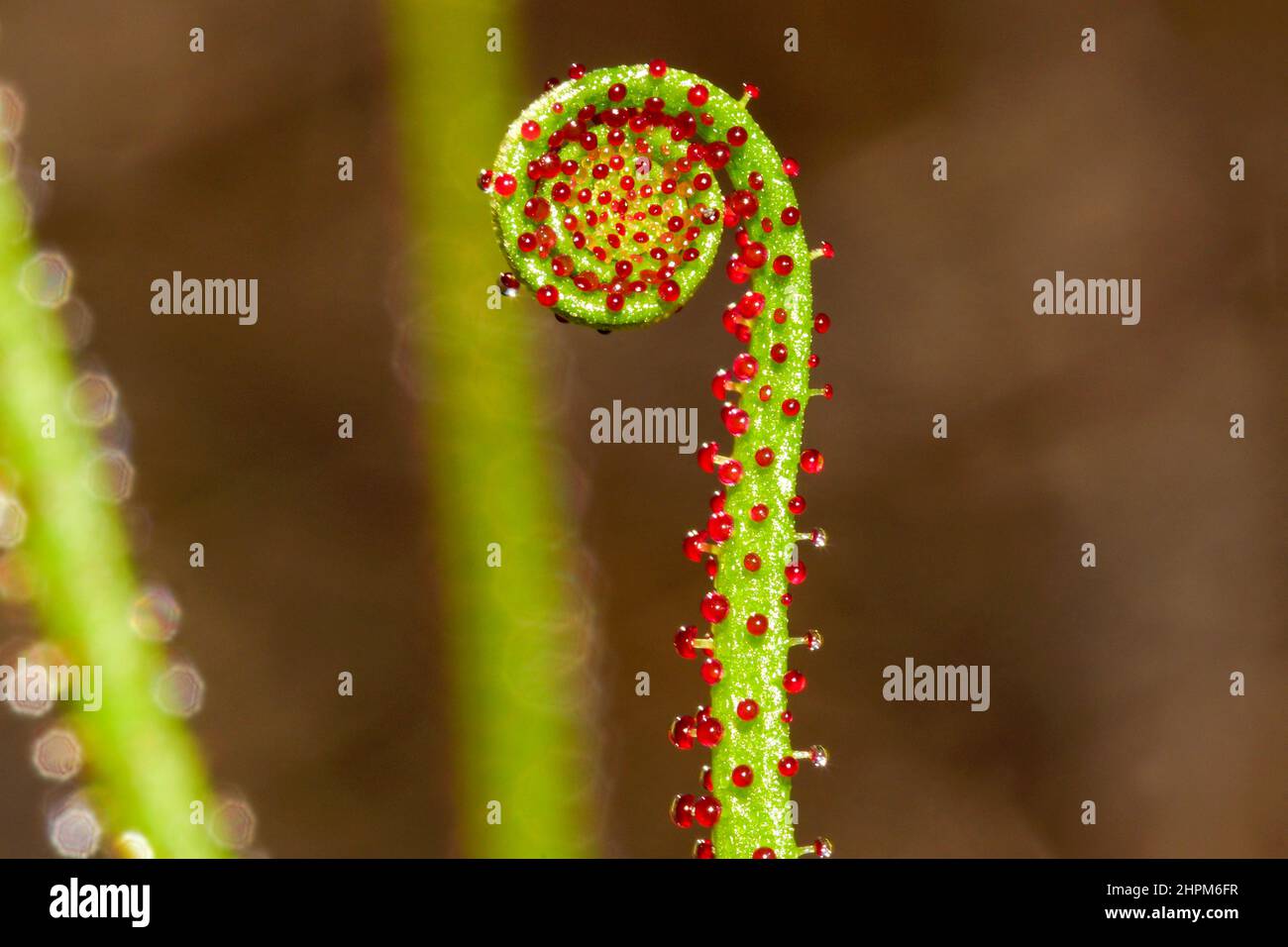 Lockenblatt aus portugiesischem Sonnentau oder Tauwannen (Drosophyllum lusitanicum), Portugal Stockfoto