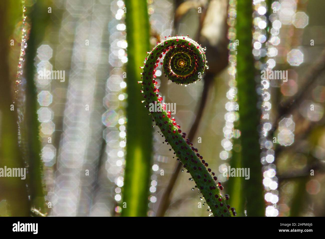 Lockenblatt aus portugiesischem Sonnentau oder Tauwannen (Drosophyllum lusitanicum), Portugal Stockfoto