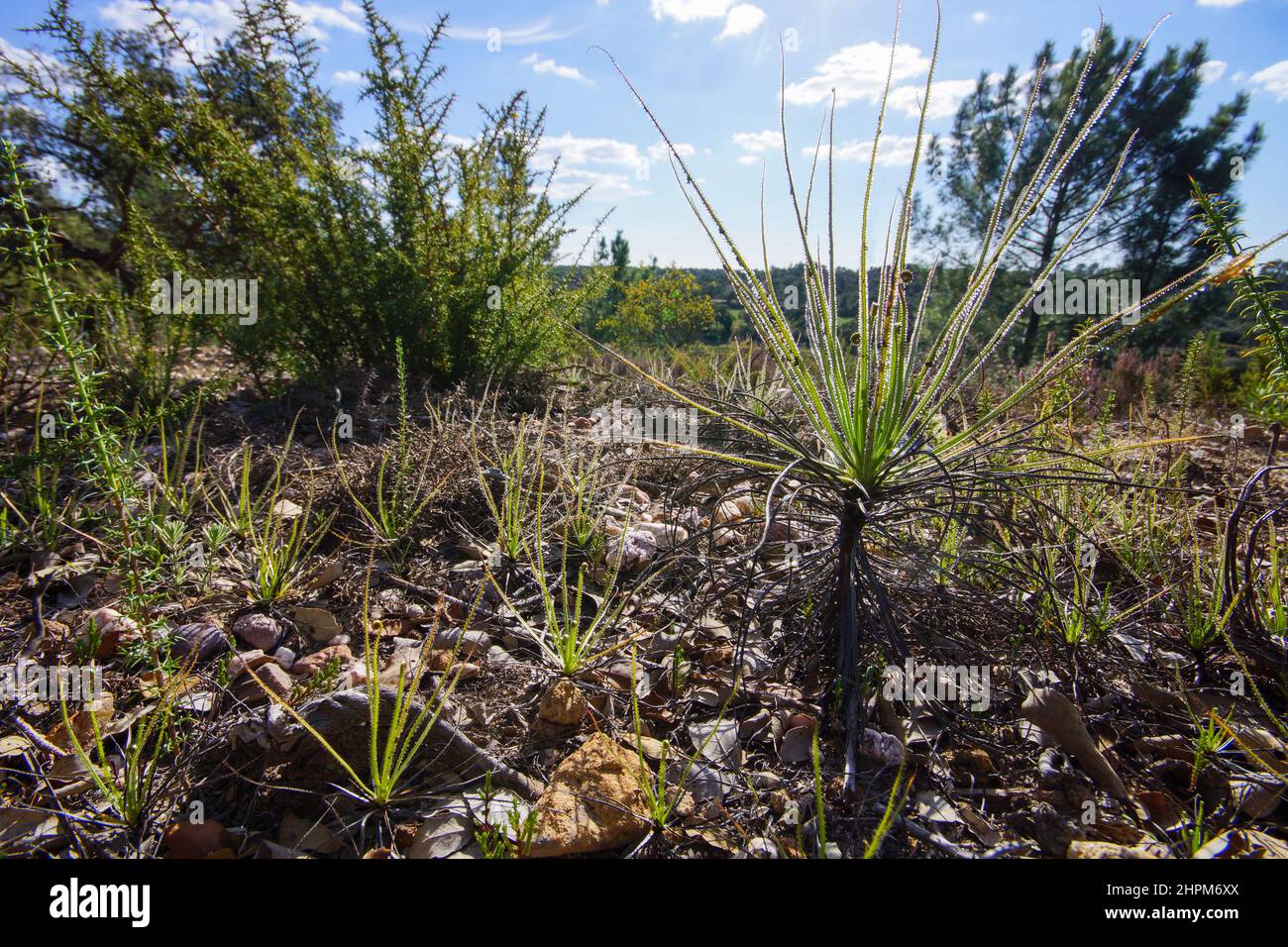 Glitzernder portugiesischer Sonnentau oder Tauwanne (Drosophyllum lusitanicum), Portugal Stockfoto