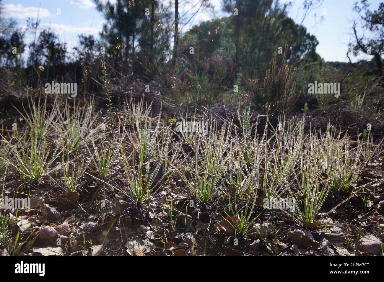 Glitzernder portugiesischer Sonnentau oder Tauwanne (Drosophyllum lusitanicum), Portugal Stockfoto