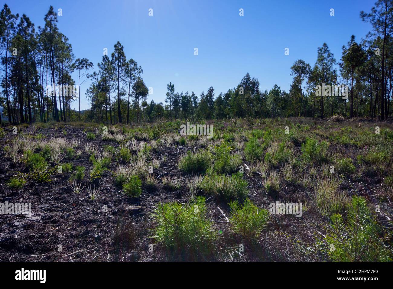 Portugiesischer Sonnentau oder Tauwanne (Drosophyllum lusitanicum), Portugal Stockfoto