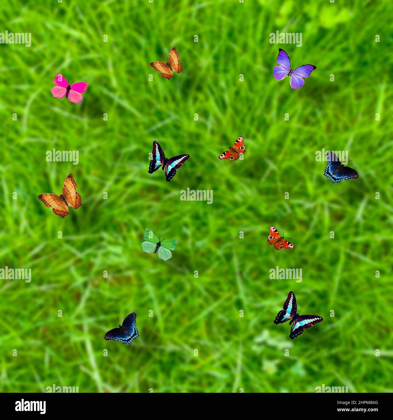 Bunte Schmetterlinge über einem grünen Wiesenhintergrund Stockfoto