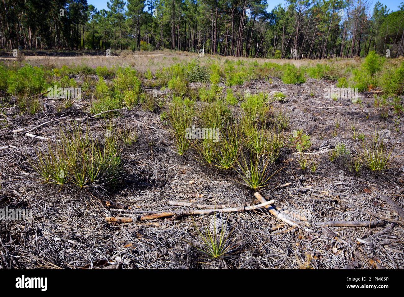 Portugiesischer Sonnentau oder Tauwanne (Drosophyllum lusitanicum), Portugal Stockfoto