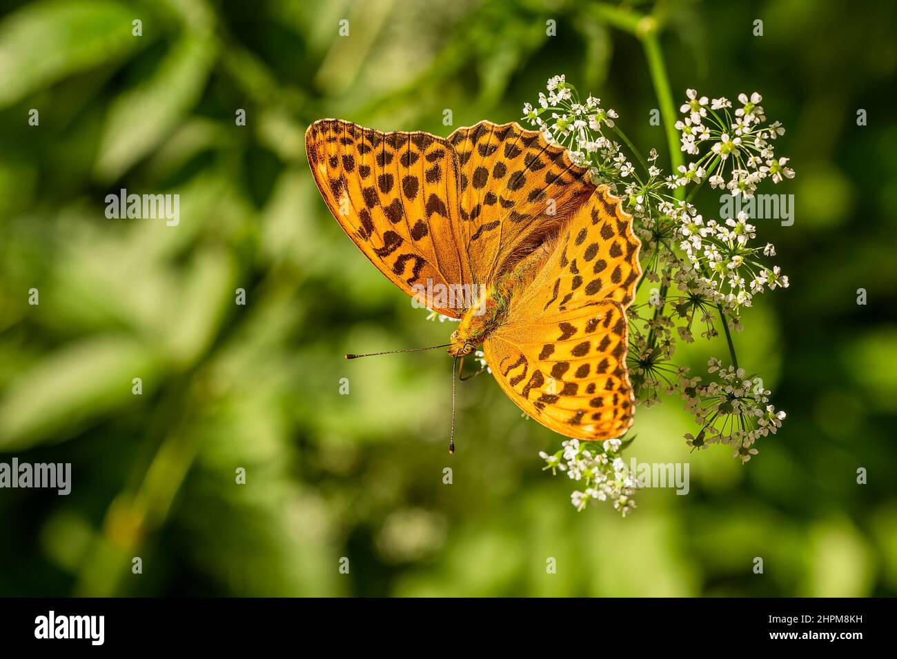 Silbergewaschene Fritillary, ein leuchtend orangefarbener, schwarz getupfter weiblicher Schmetterling, der auf einer winzigen weißen Blume sitzt. Sonniger Sommertag in der Natur. Grüner Hintergrund Stockfoto