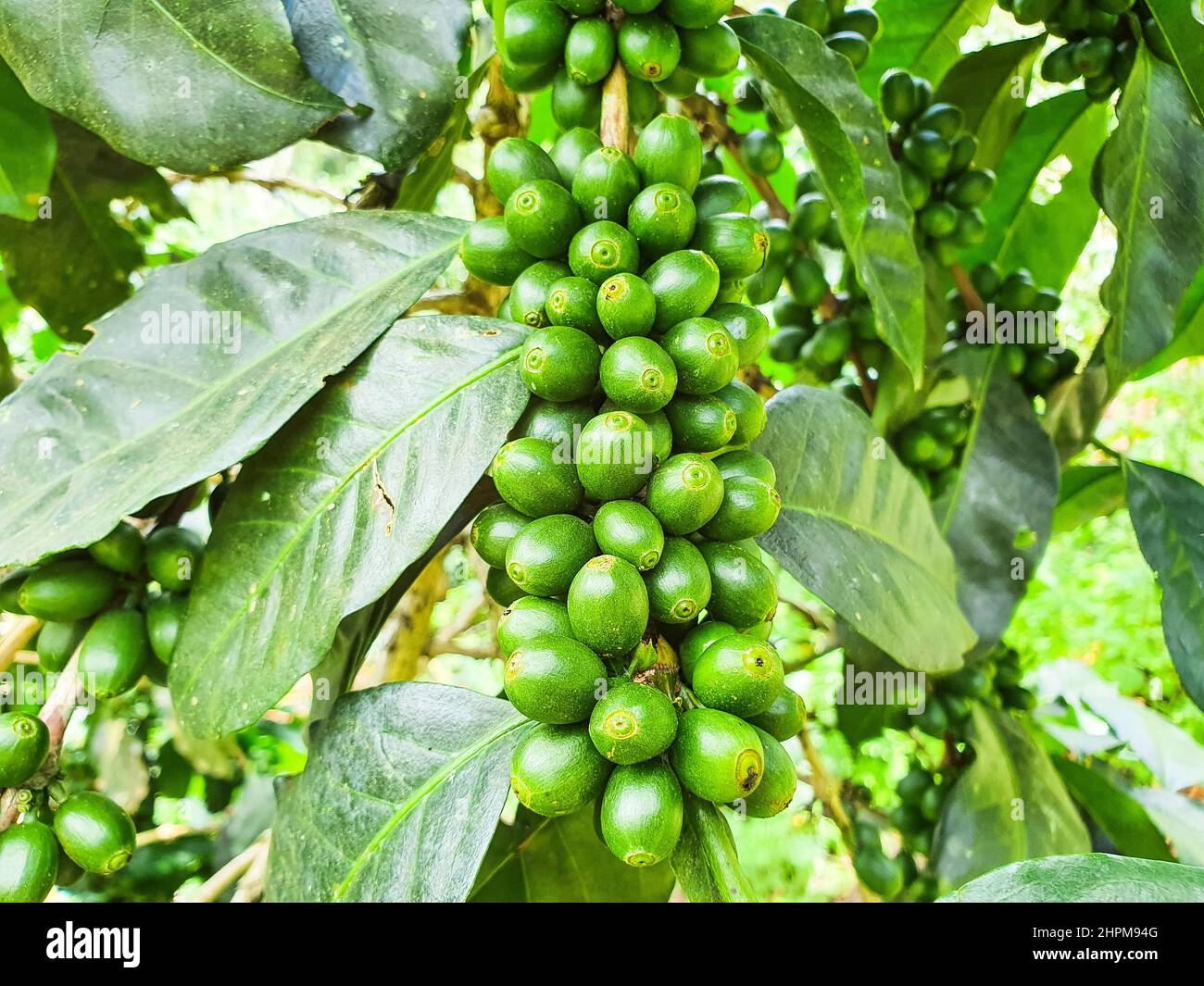 Kaffee Baum mit grünen Kaffeebohnen auf dem Zweig Stockfoto