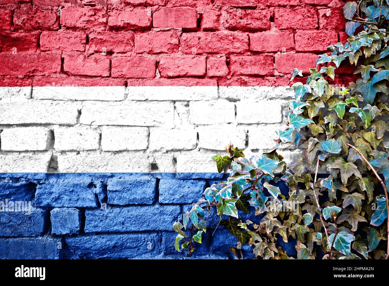 Niederländische Grunge-Flagge auf Ziegelmauer mit Efeu-Pflanze, Land-Symbol-Konzept Stockfoto