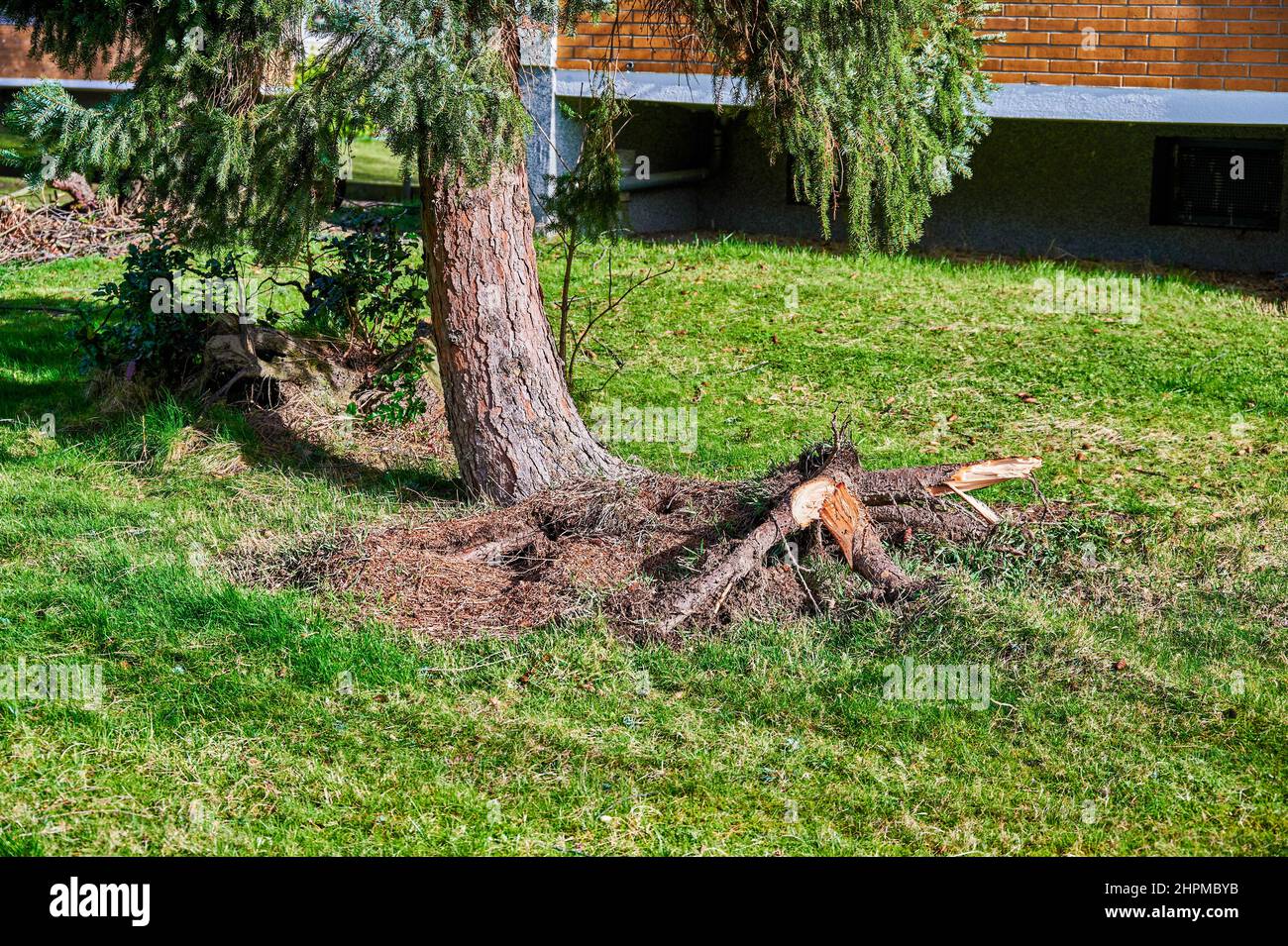 Ein entwurzelter und krumm gezockter Nadelbaum nach einem schweren Sturm. Stockfoto