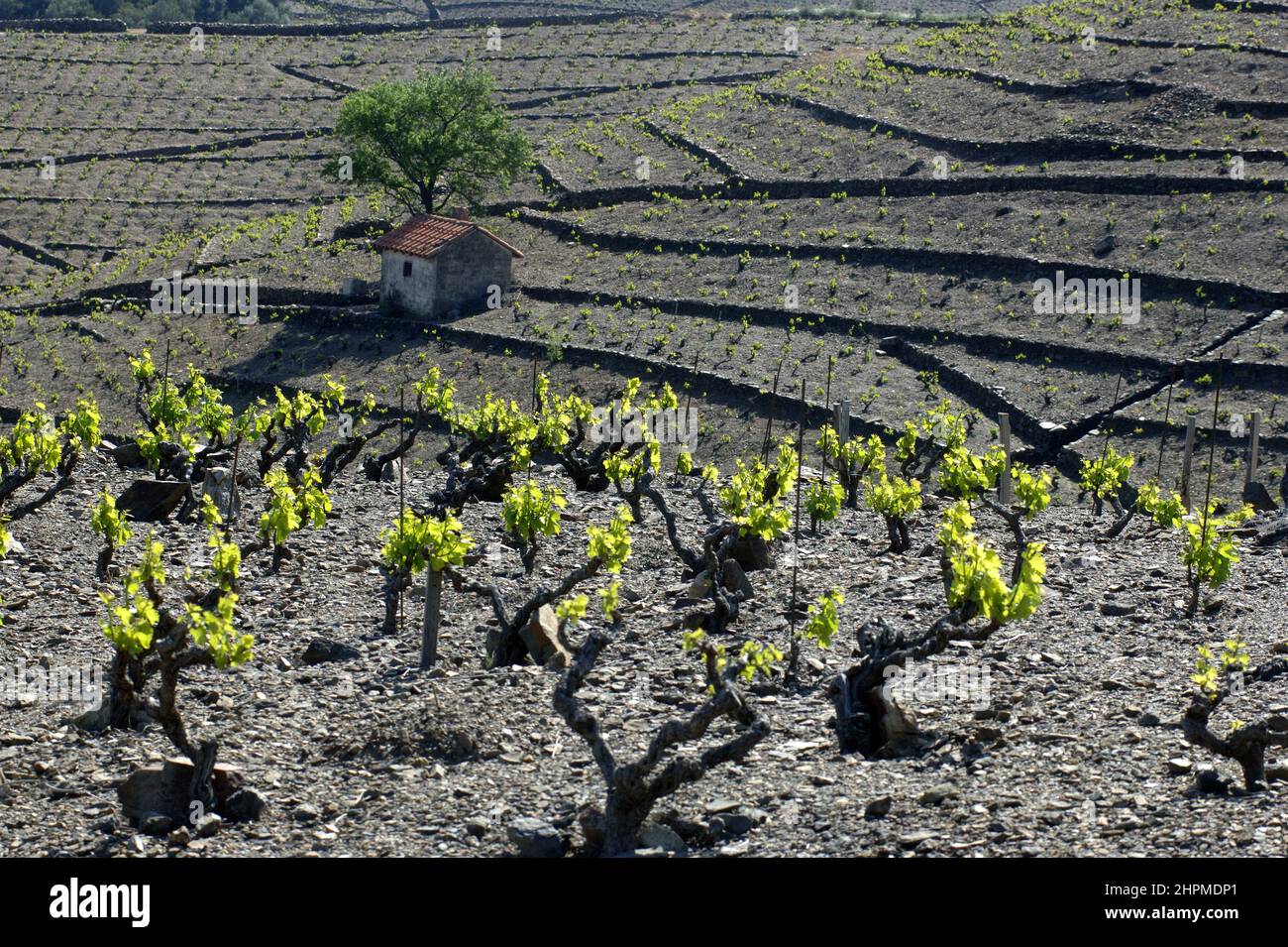 FRANKREICH ROUSSILLON WEINBAU BANYULS Stockfoto