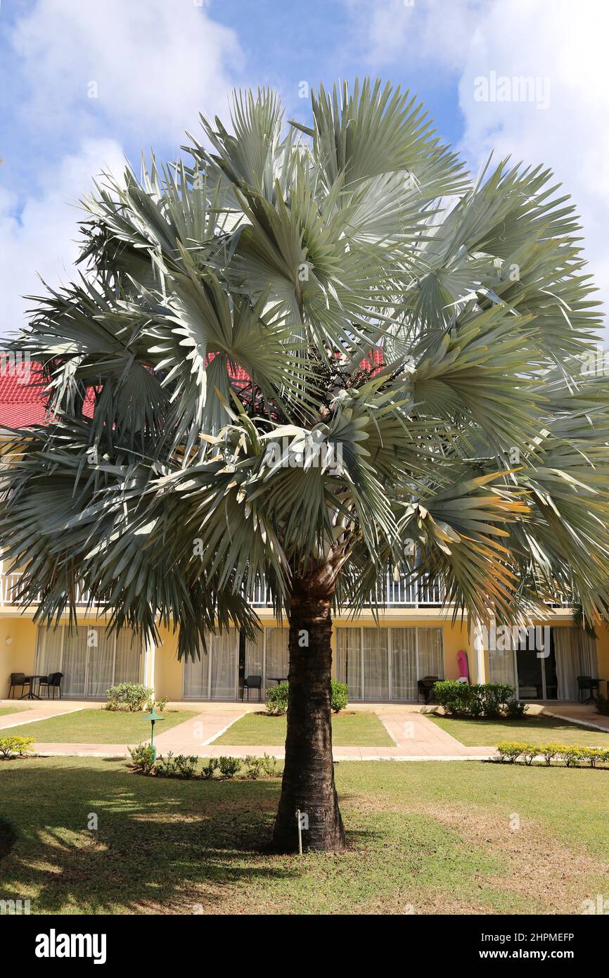 Bismarck Palm (Bismarckia nobilis), Reduit Beach, Rodney Bay, Gros Islet, Saint Lucia, Windward-Inseln, Kleine Antillen, Westindien, Karibisches Meer Stockfoto