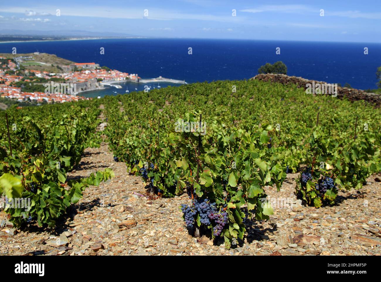 [frankreich pyrenees orientales roussillon cote vermeille collioure] Stockfoto