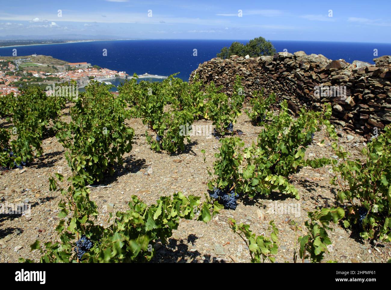 [FRANKREICH ROUSSILLON WEINBAU BANYULS Stockfoto