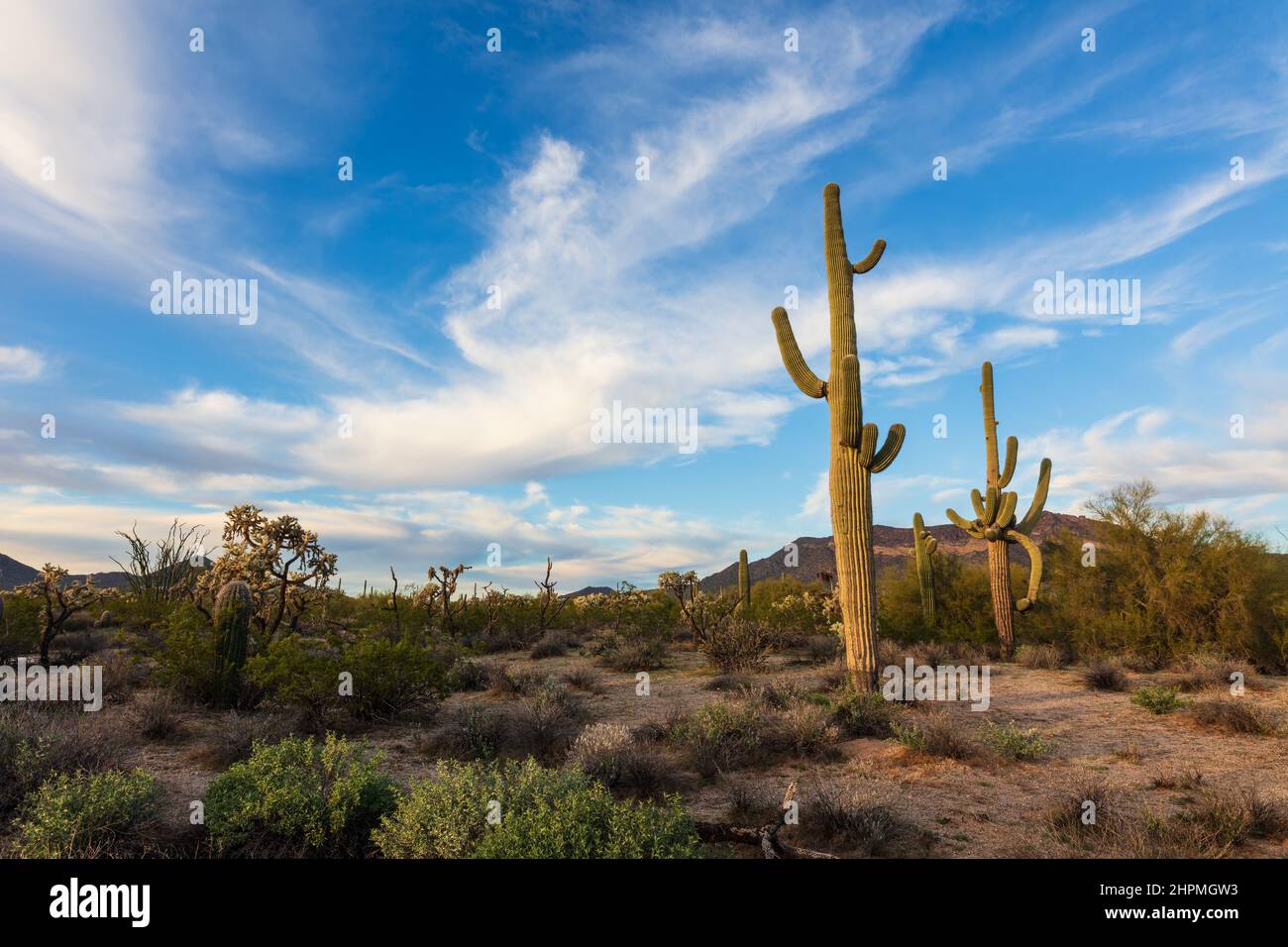 Der Arizona Kaktus und die malerische Landschaft der Sonora Wüste mit blauem Himmel Stockfoto