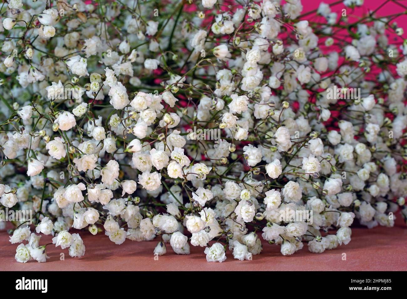 Bouquet von weißen Gypsophila Blumen (Babys Atem) Stockfoto