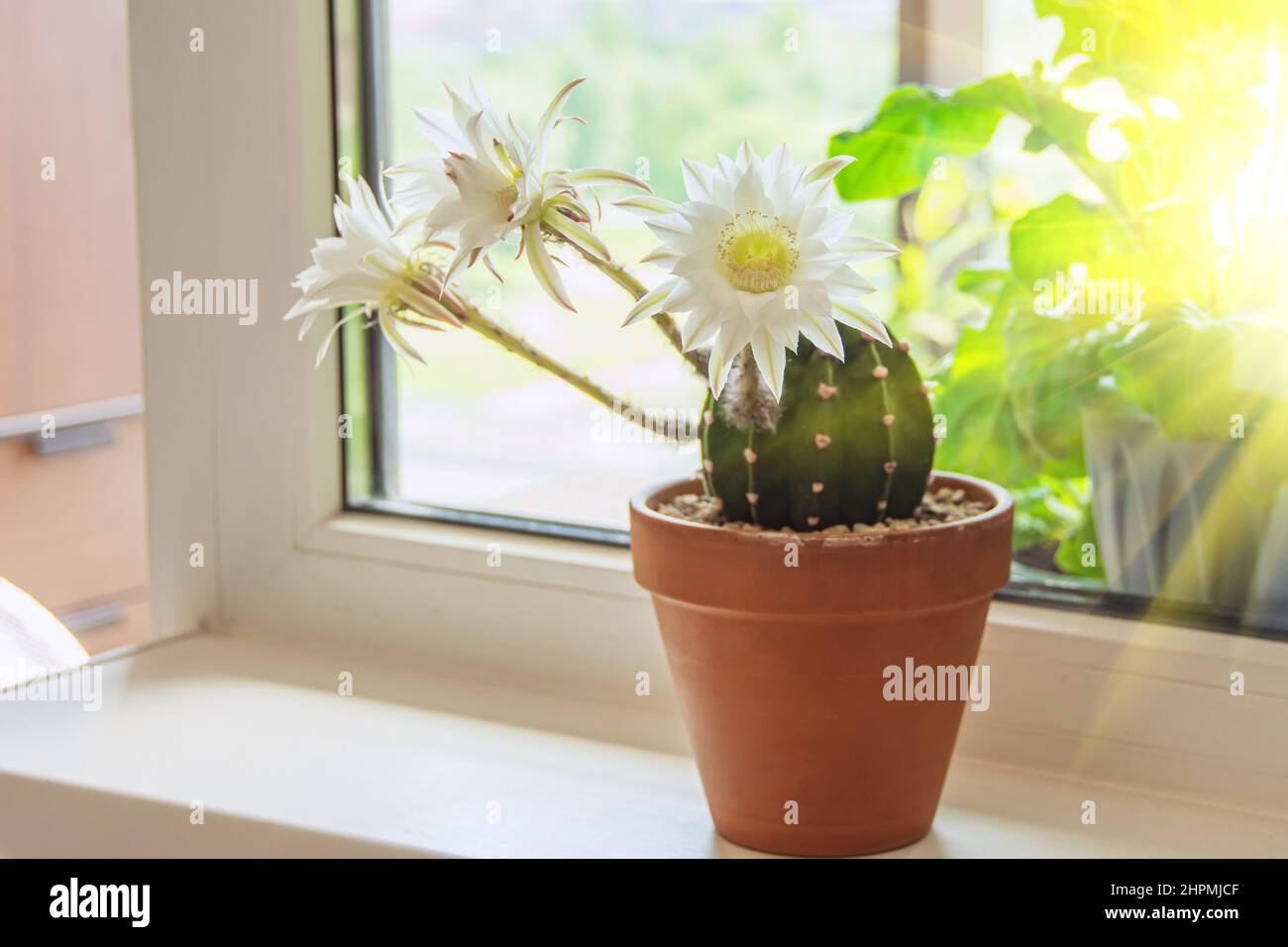 Blühender Kaktus auf der Fensterbank, die von der Sonne beleuchtet wird Stockfoto