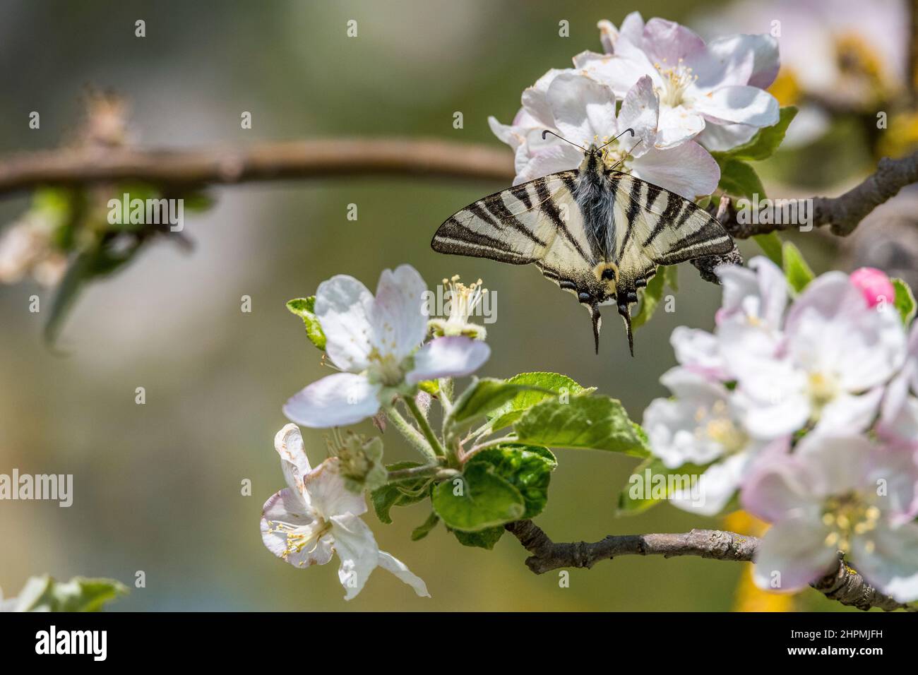 Der seltene Schwalbenschwanz (Iphiclides podalirius) ist ein Schmetterling der Familie Papilionidae, der auf einem Apfelbaum steht. Stockfoto