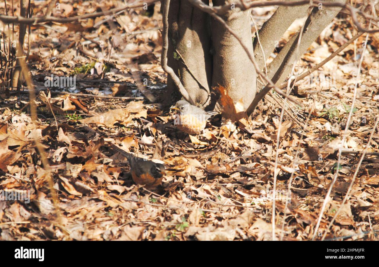 Ein amerikanischer Robin sucht im Winter nach Nahrung unter den toten Blättern Stockfoto