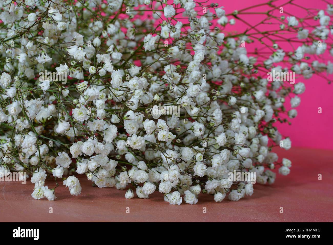 Bouquet von weißen Gypsophila Blumen (Babys Atem) Stockfoto