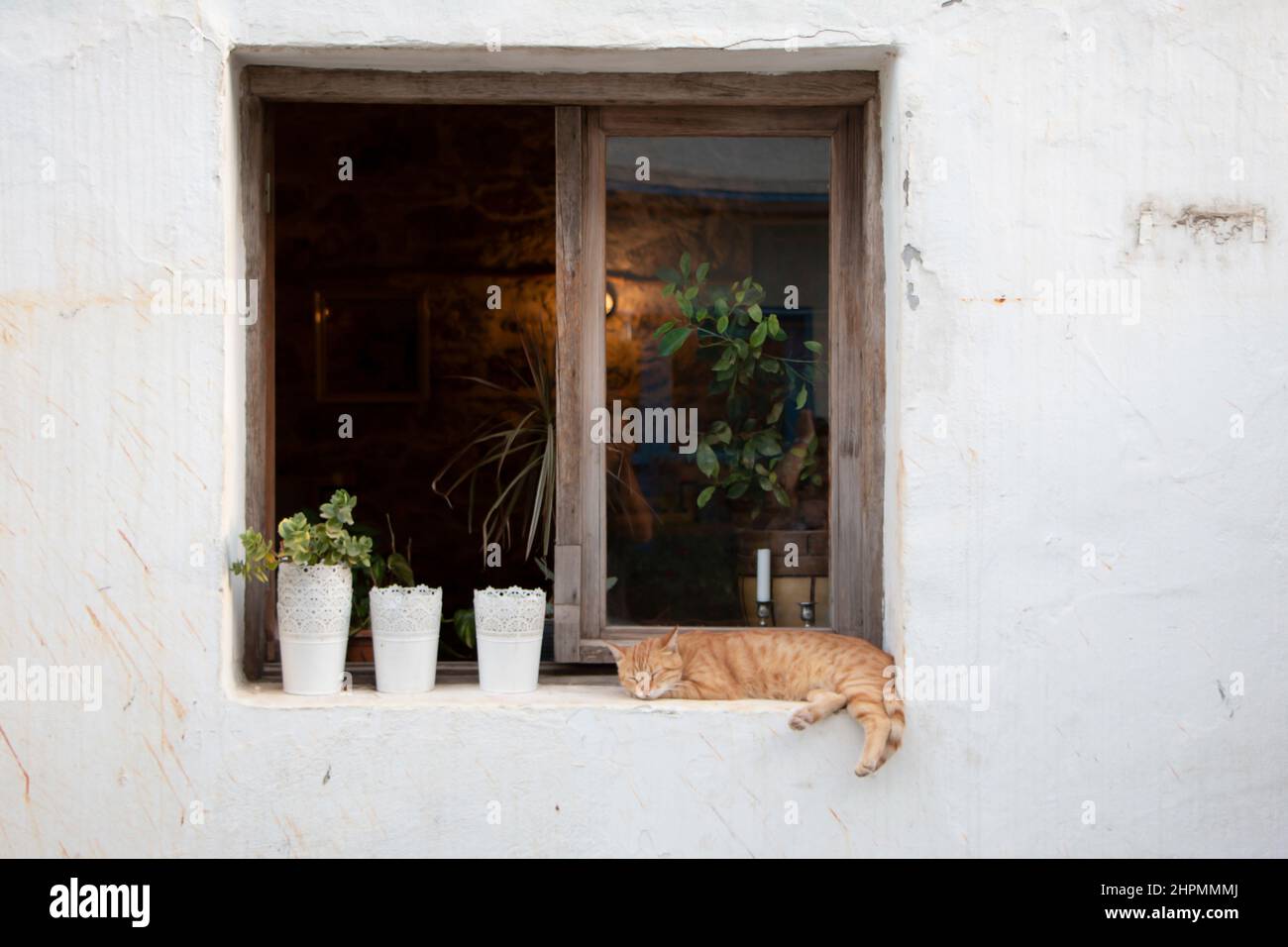 Die Katze schläft vor dem Fenster. Fenster mit Blumen umgeben.Gelbe Katze. Stockfoto
