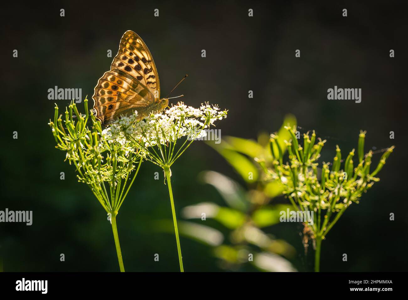 Silbergewaschene Fritillary, ein braunoranger, schwarz gefleckter weiblicher Schmetterling, Valesina-Form, sitzt auf einer weißen Blume. Seitenansicht mit durchscheinender Sonne Stockfoto