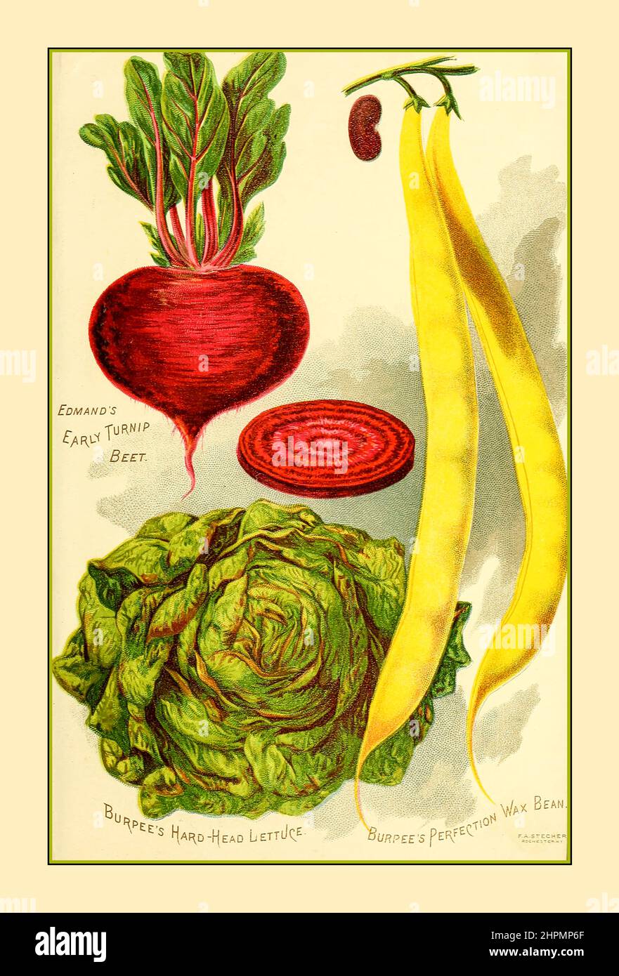 Jahrgang 1880s Burpee's Farm jährlich, 1887 - Garten, Bauernhof und Blumensamen (1887) Katalogillustration, frühe Rübenrüben, Burpees Hard Head Salat, Burpees Perfection Wax Bean Stockfoto