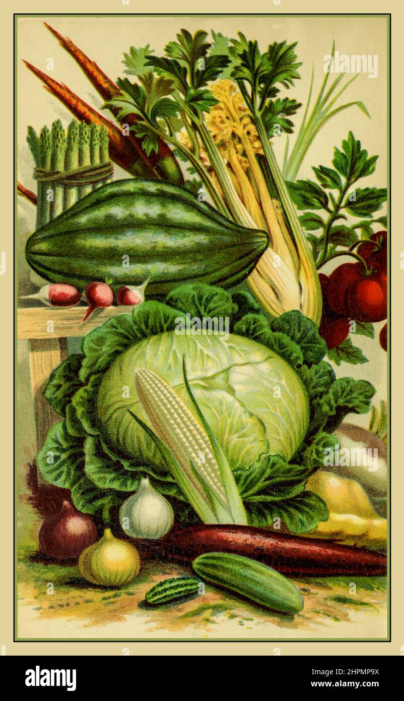 1880s Vintage Gemüse Auswahl Kunst Kunstwerk Aquarell Illustration Board of Agriculture Vermont USA (1883) Stockfoto