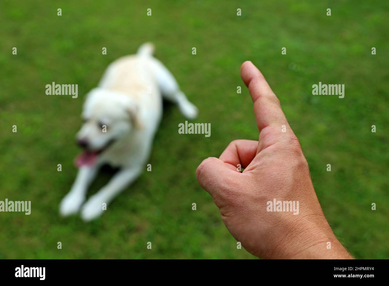 Männliche Hand zeigt seinem Hund auf grünem Gras, dass es genug ist Stockfoto