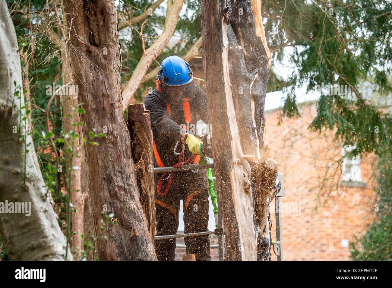 Eton, Windsor, Britannien. 22nd. Februar 2022. Ein weiterer großer, reifer Baum wurde heute in Eton gefällt. In einer Zeit, in der Bäume mehr denn je gebraucht werden, machen Baumchirurgen das Beste aus dem Sturmschaden an Bäumen, der durch Sturm Eunice und Sturm Franklin verursacht wurde. Quelle: Maureen McLean/Alamy Live News Stockfoto