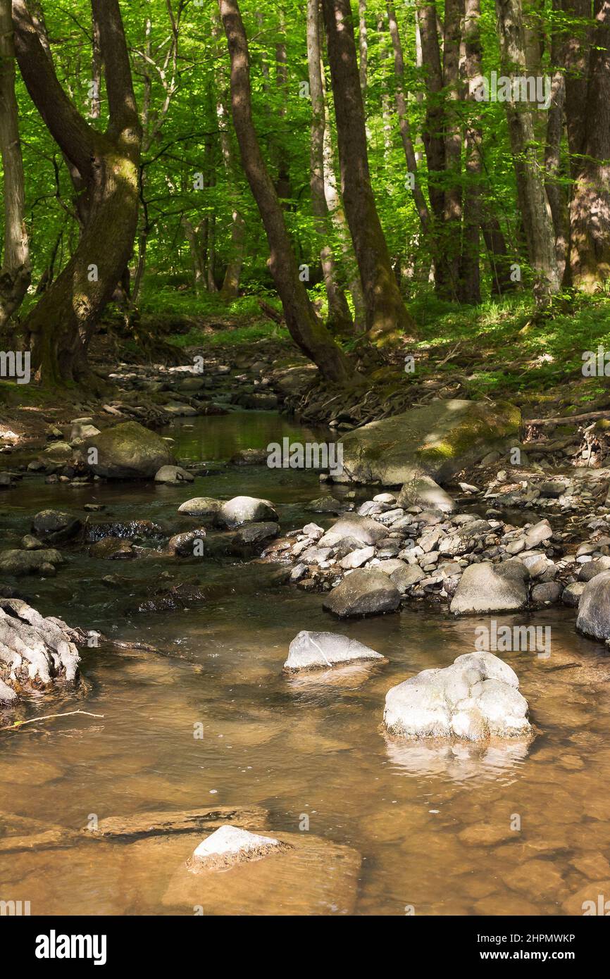 Wasserbach im Wald. Bach fließt zwischen den Felsen und Bäumen. Grüne Naturlandschaft an einem sonnigen Tag im Frühjahr Stockfoto