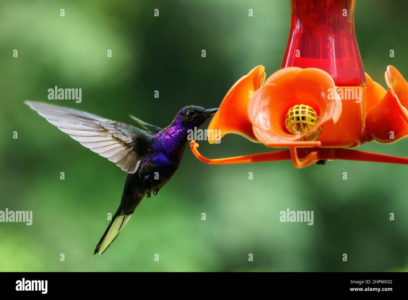 Violet Sabrewing Kolibri trinkt aus einem roten Futterhäuschen. In Boquete, Panama. Stockfoto