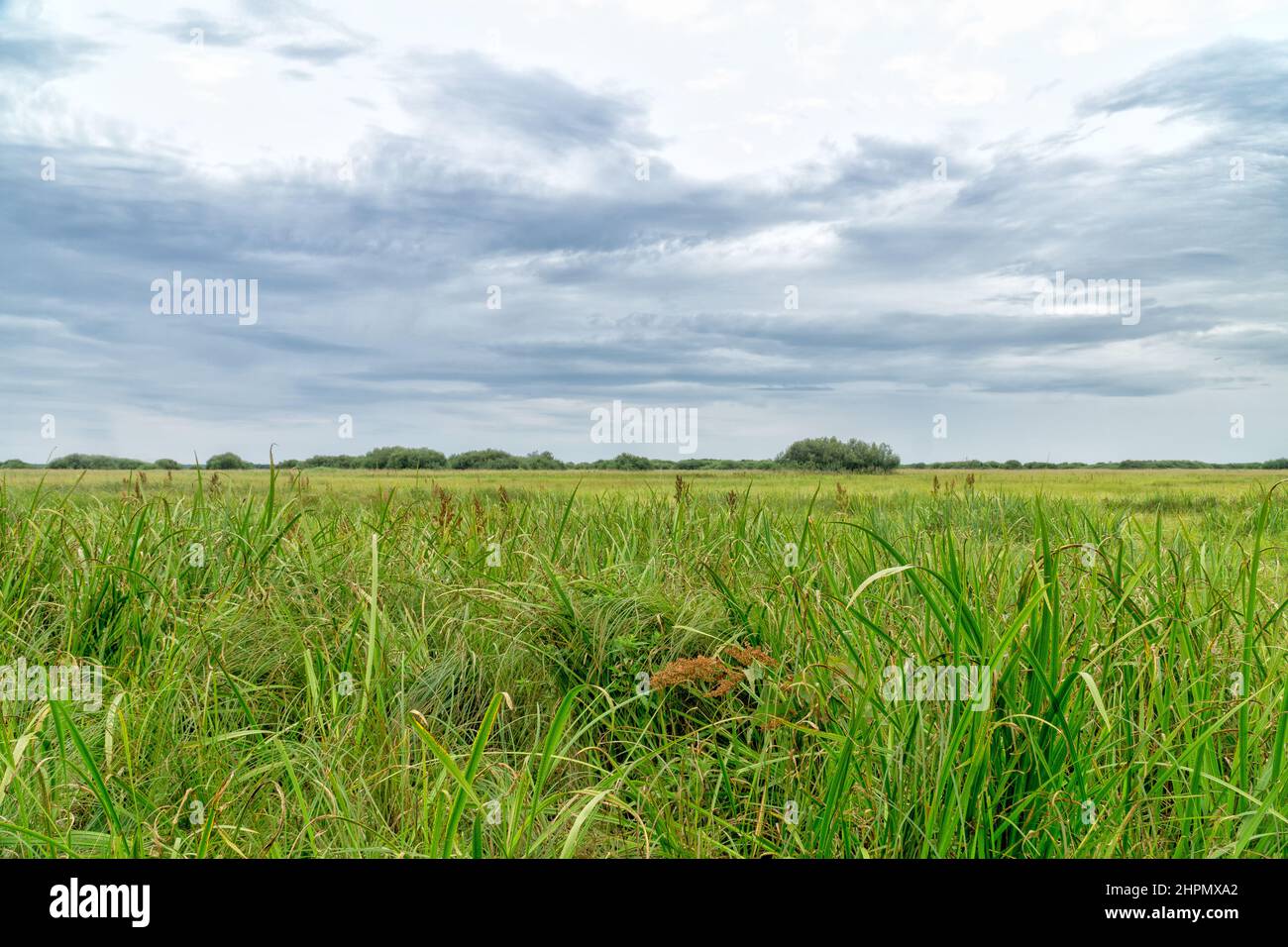 Landschaft des Biebrza-Nationalparks, Feuchtgebiete, Wiesen, Sommer, helliger Himmel. Woiwodschaft Podlachien, Polen. Stockfoto