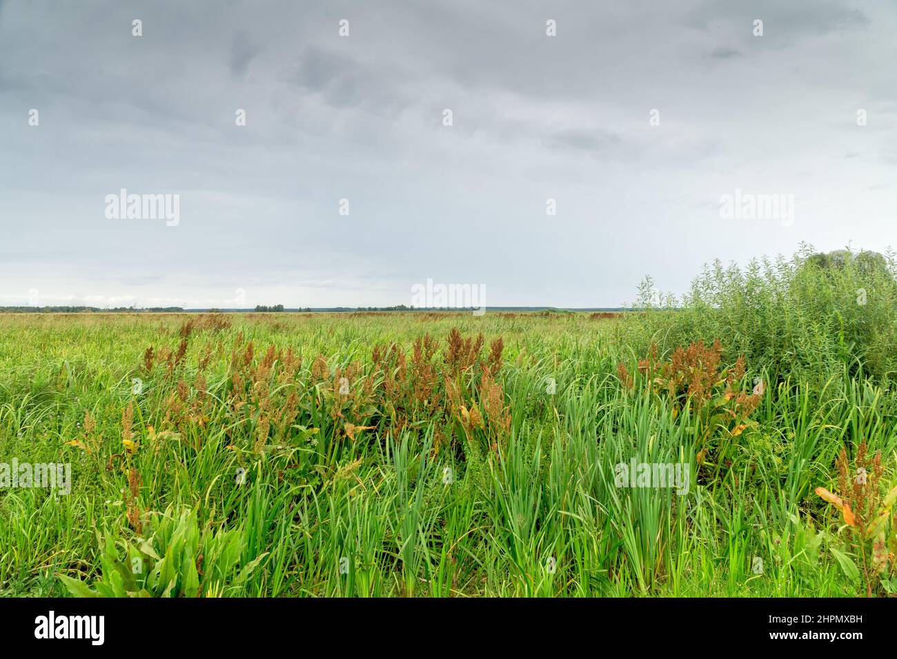 Landschaft des Biebrza-Nationalparks, Feuchtgebiete, Wiesen, Sommer, helliger Himmel. Woiwodschaft Podlachien, Polen. Stockfoto