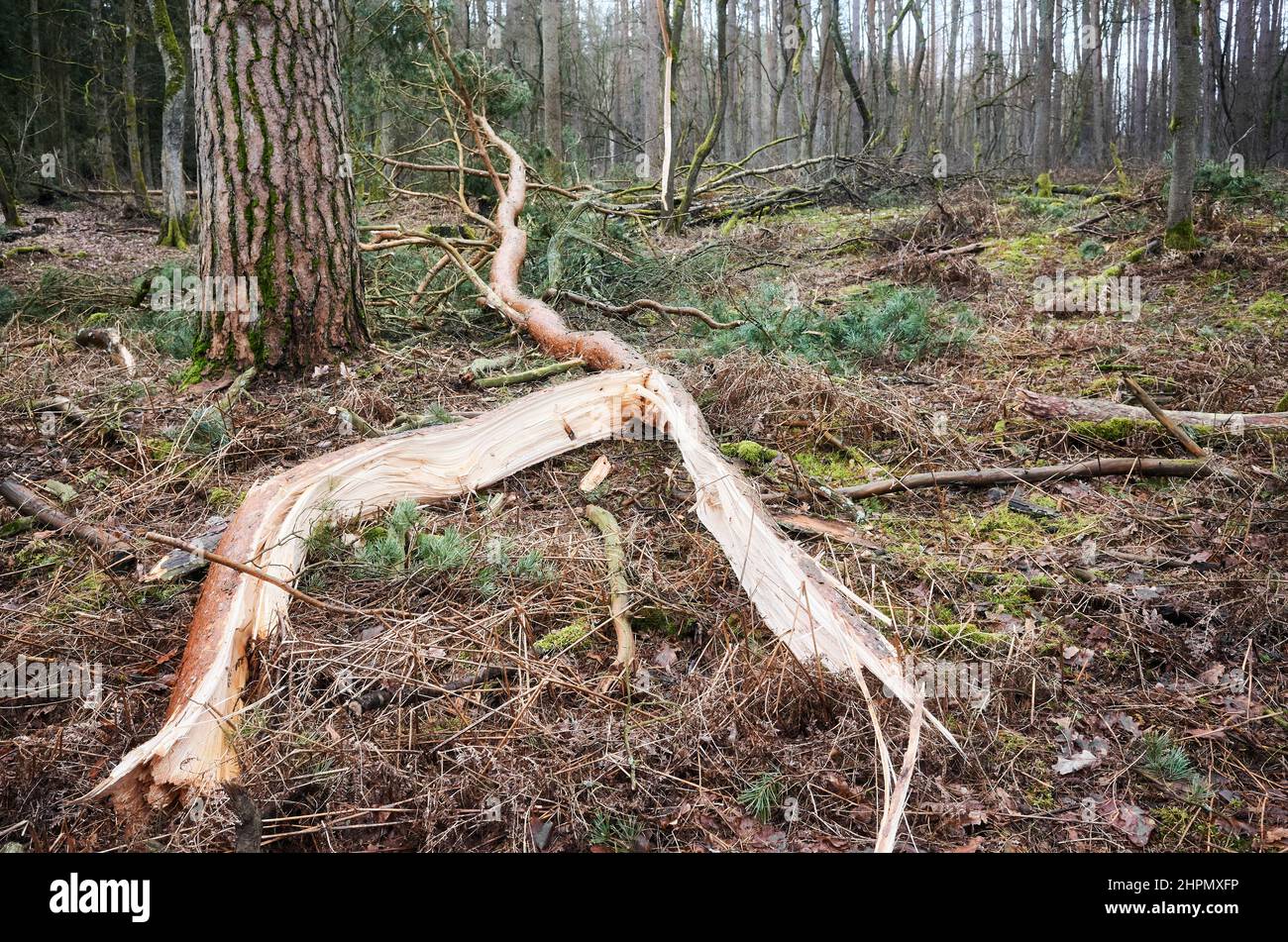 Zerbrochener Baum in einem Wald nach einem schweren Sturm. Stockfoto