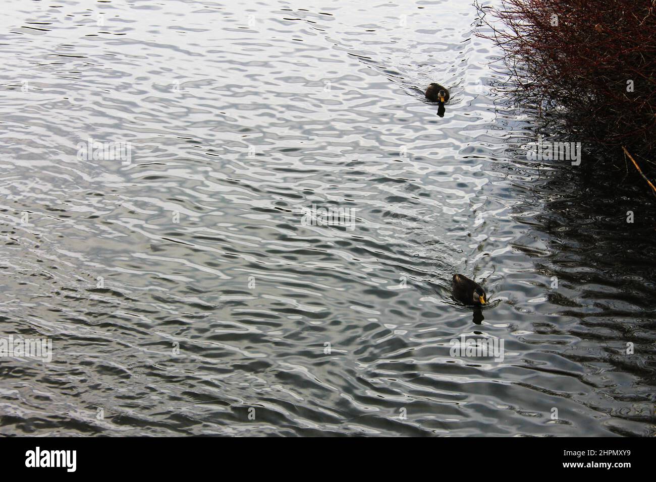 Zwei Enten in einem Teich Stockfoto
