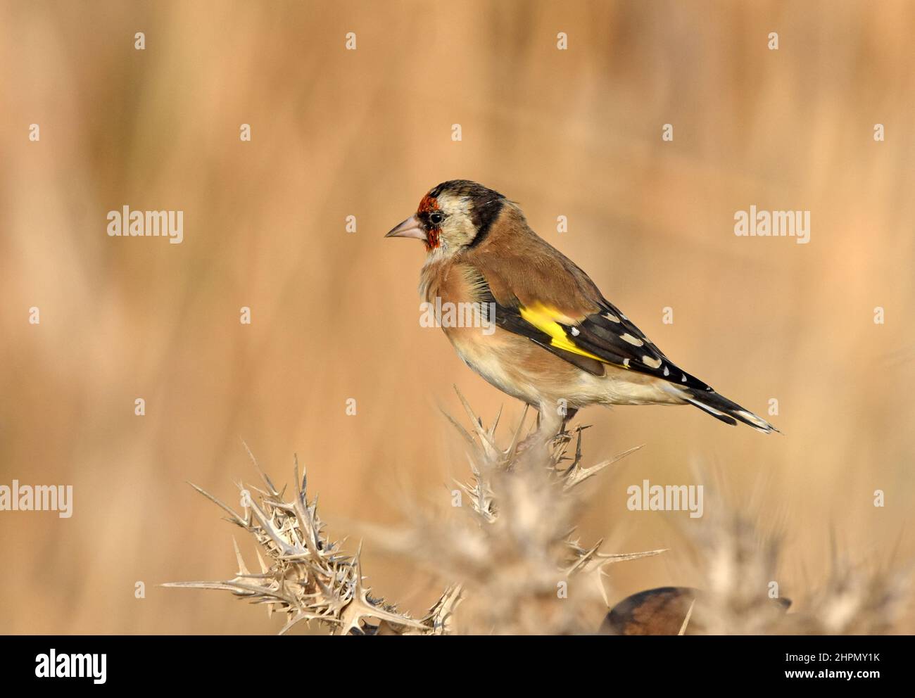 Goldfink auf Distel Stockfoto