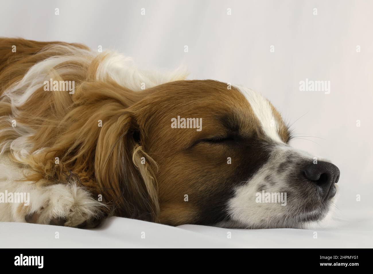 Junger Dreifarbiger Mischlingshund Mit Weißem Hintergrund Stockfoto