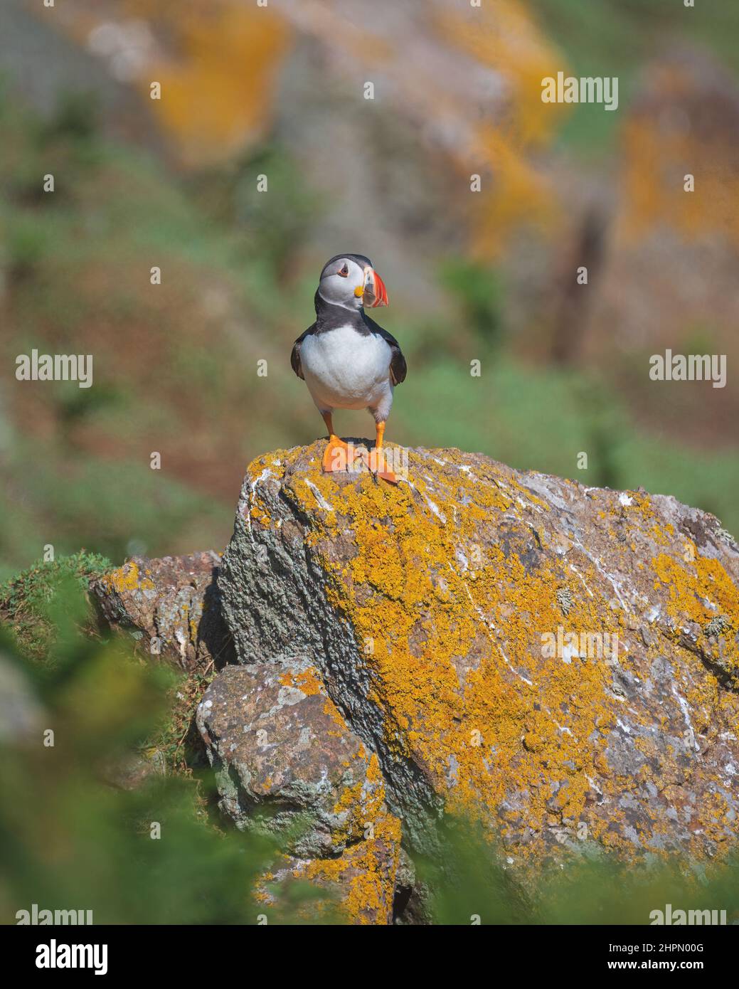 Atlantische Papageitaucher (Fratercula Arctica) auf Skomer Island vor der Küste von Wales, Großbritannien, im Sommer während ihrer Brutzeit. Stockfoto