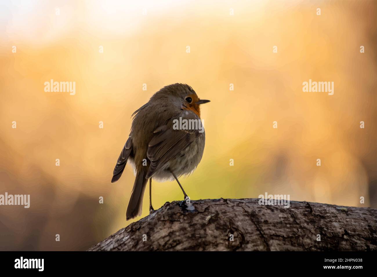 Robin oder Granatapfel Nightingale ist eine Vogelart, die in den Familienflycatcher eingeordnet wird. Erithacus rubecula Stock Vektor