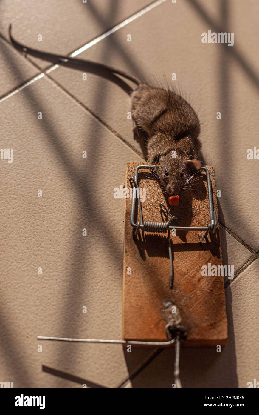 Eine tote Ratte in einer Rattenfalle Stockfoto