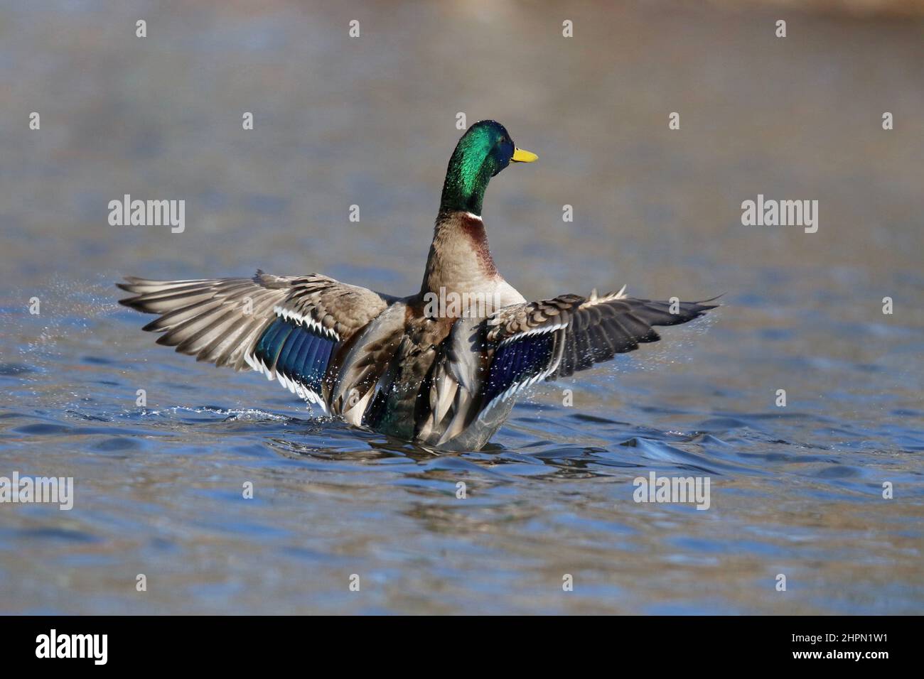 Drake Mallard Ente Anas platyrhynchos Flügelklappe auf einem See im Winter Stockfoto