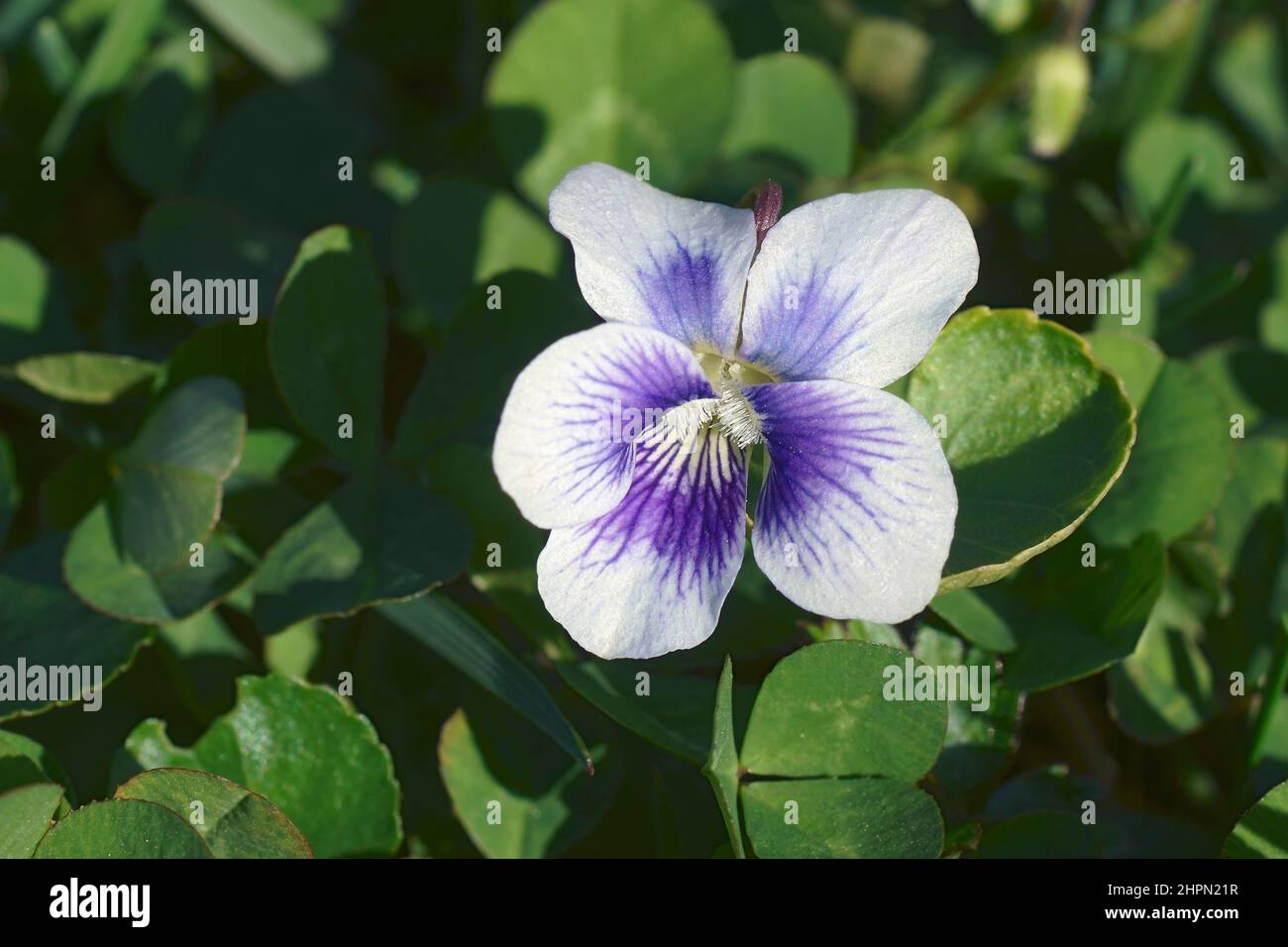 Gewöhnliches Blauviolett (Viola sororia). Genannt Common Meadow violet, Purple violet, Woolly blue violet, Hooded violet, Missouri violet und Wood violet als Stockfoto
