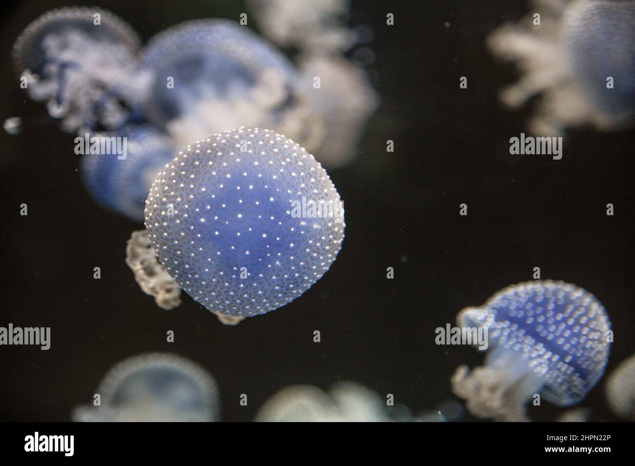 Verschiedene Arten von Quallen im Loro Park Teneriffa 27 Dezember 2019 Stockfoto