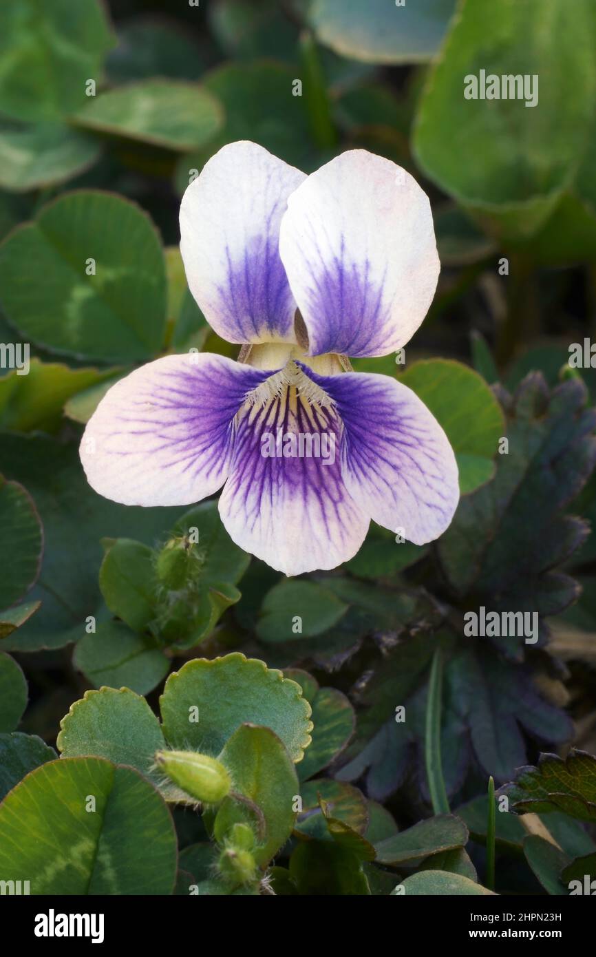 Gewöhnliches Blauviolett (Viola sororia). Genannt Common Meadow violet, Purple violet, Woolly blue violet, Hooded violet, Missouri violet und Wood violet als Stockfoto