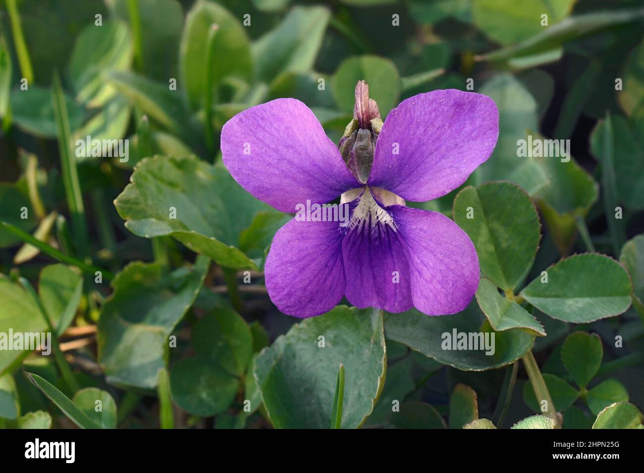 Gewöhnliches Blauviolett (Viola sororia). Genannt Common Meadow violet, Purple violet, Woolly blue violet, Hooded violet, Missouri violet und Wood violet als Stockfoto