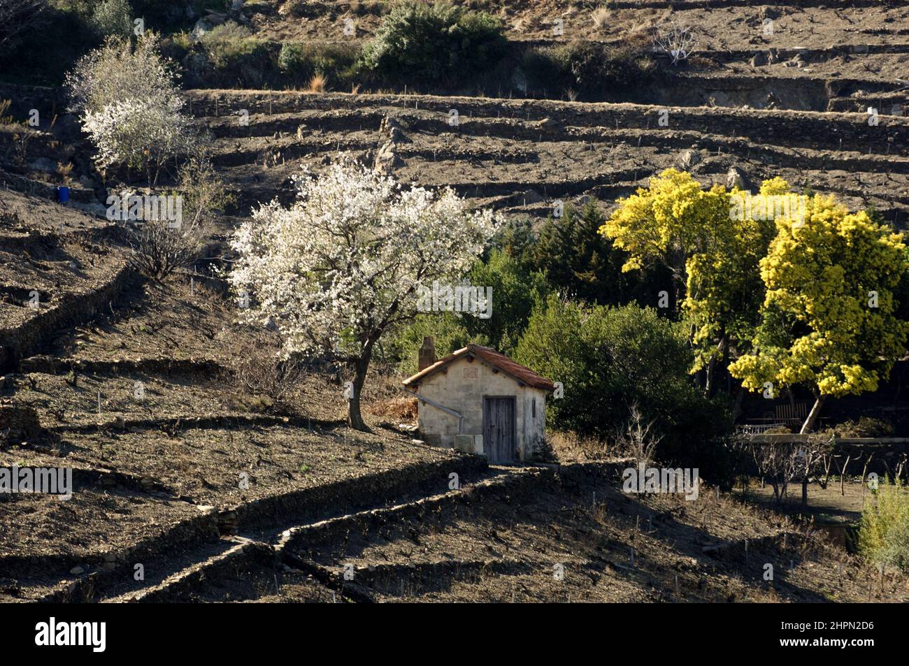 [frankreich pyrenees orientales roussillon cote vermeille collioure] Stockfoto