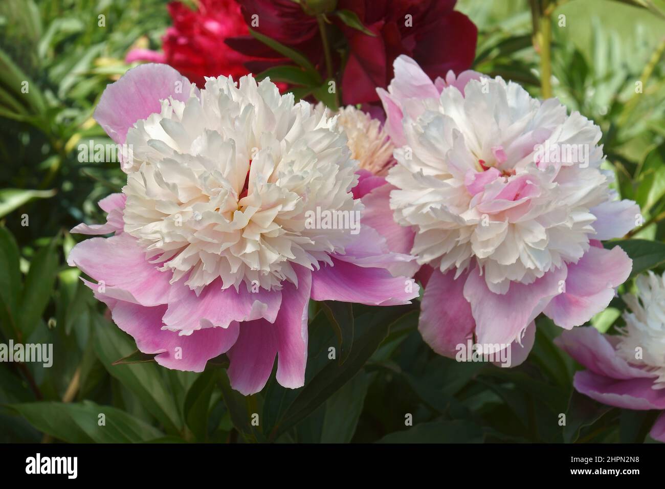 Pinke Hawaii-Korallen-Pfingstrose (Paeonia „Pink Hawaiian Coral“). Hybrid zwischen Paeonia 'Charlie's White' und Paeonia peregrina 'Otto Froeber') Stockfoto