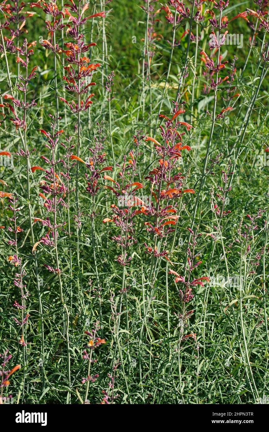 Riesenhysop (Agastache rupestris). Auch genannt Lakritz-Minzhysop, Sunset-Ysop, mexikanischer Ysop und Threadleaf-Riese-Ysop. Stockfoto