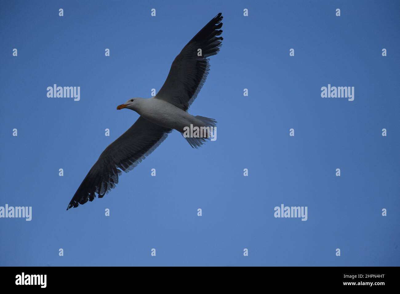 Möwe im Flug Stockfoto